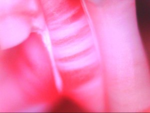 3D print under microscope 400x